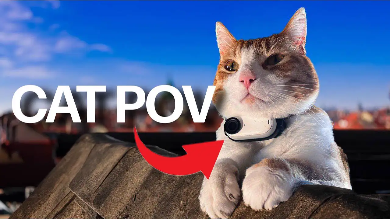 Cat Cam on Rooftops (Don't Watch If You Have Fear Of Heights) | Ros' Vlog part #02